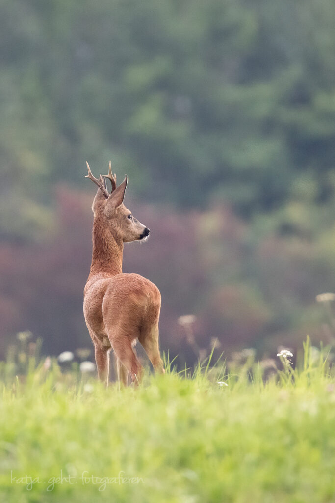 Wildlifefotografie - es ist Paarungszeit der Rehe, die Rehböcke haben nur Augen für die Damen.