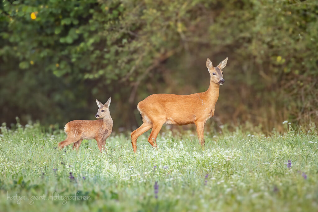 Wildlifefotografie - Eine Rehmama mit ihrem Jungen, schaut aufmerksam, war da was?