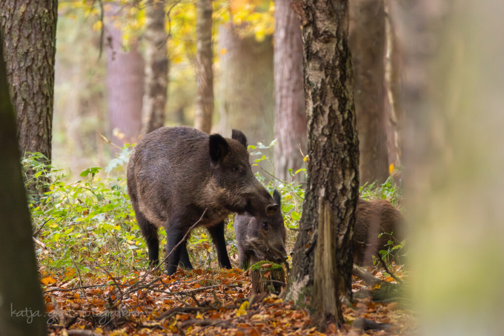 Wildlifefotografie - Wildschweinmama mit 2 Jungen im Wald.