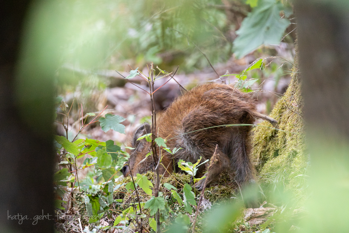 Wildlifefotografie - Frischlinge im Wald